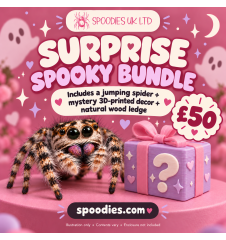 SPOODIES Little Boo Bundle 👻