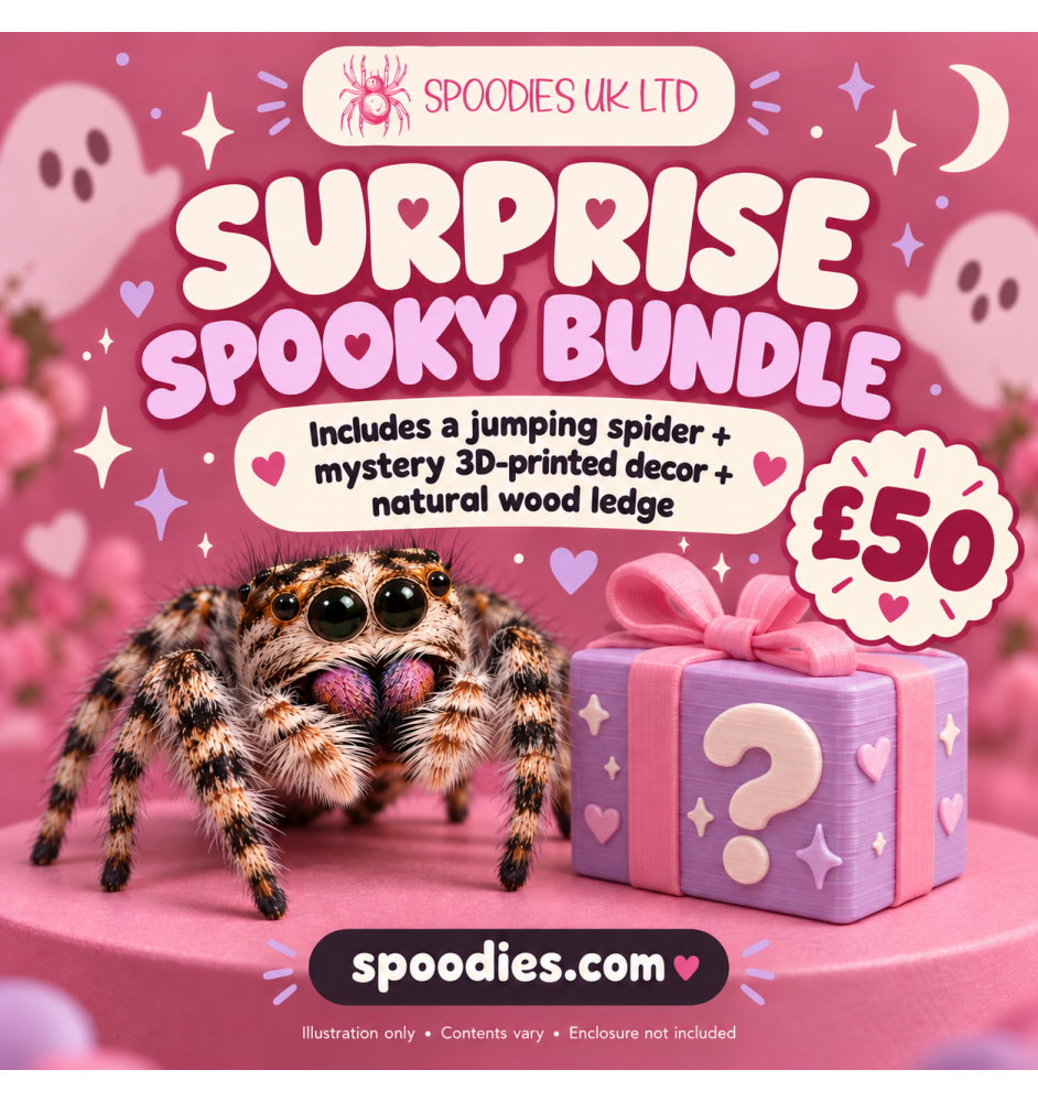 SPOODIES Little Boo Bundle 👻