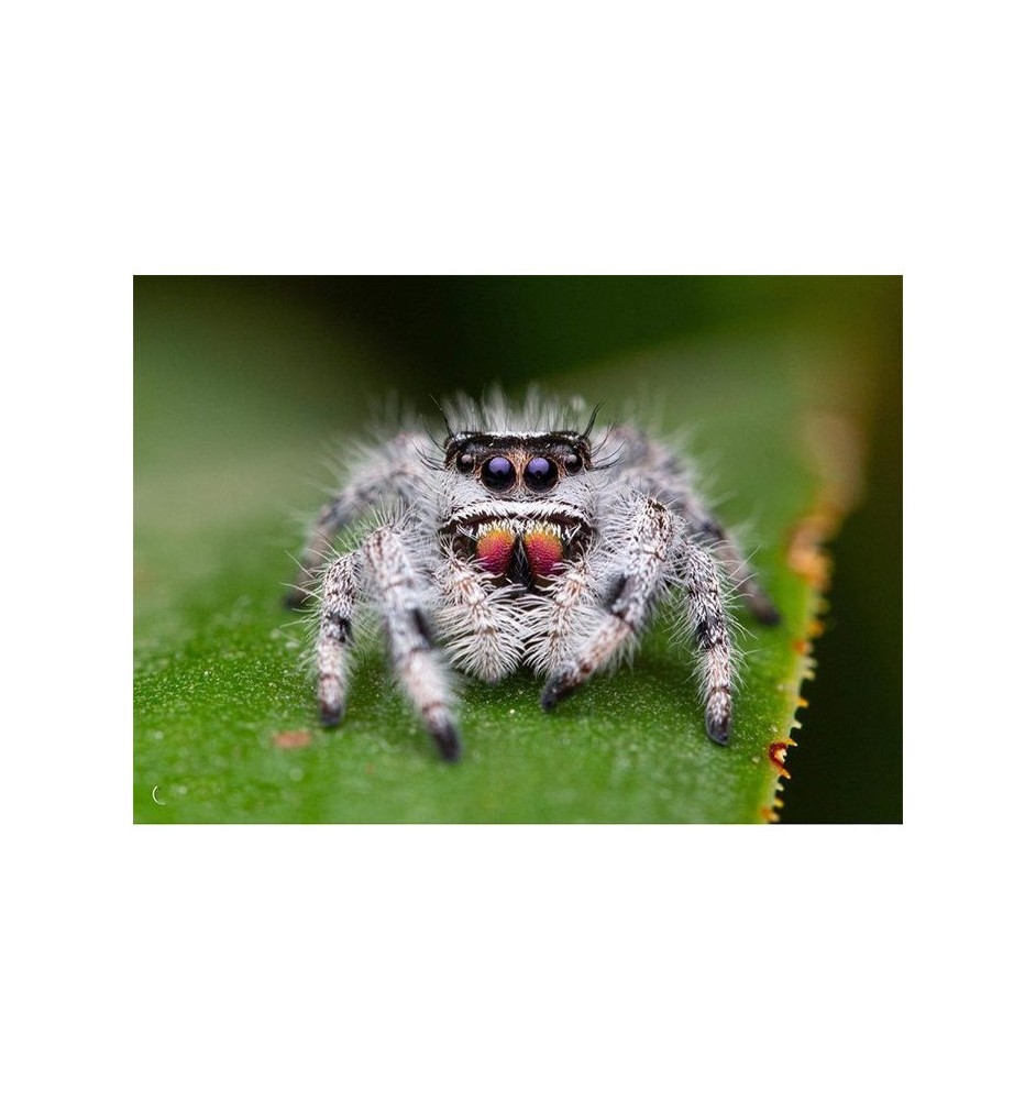 Buy Phidippus regius “Bahamas” – Captivating Jumping Spider for Sale
