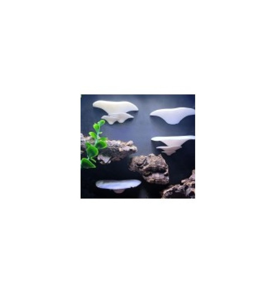 Mushroom shelf set 3D Printed Terrarium Accessory | Spoodies UK