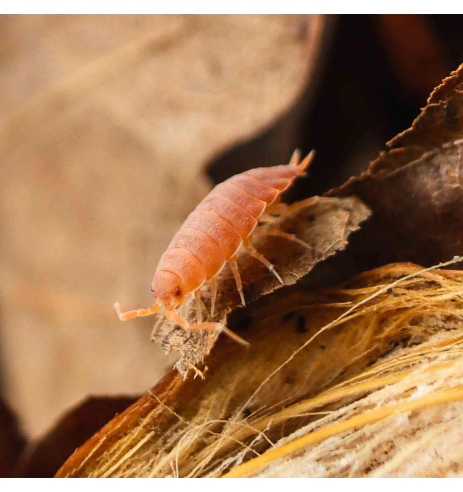 Buy Isopods in the UK | Spoodies UK – Unique Pet Crustaceans