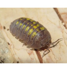 Buy Armadillidium Granulatum (Purple Pincher Isopod) | Spoodies UK