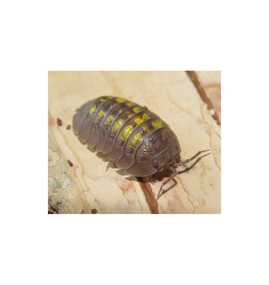 Buy Armadillidium Granulatum (Purple Pincher Isopod) | Spoodies UK