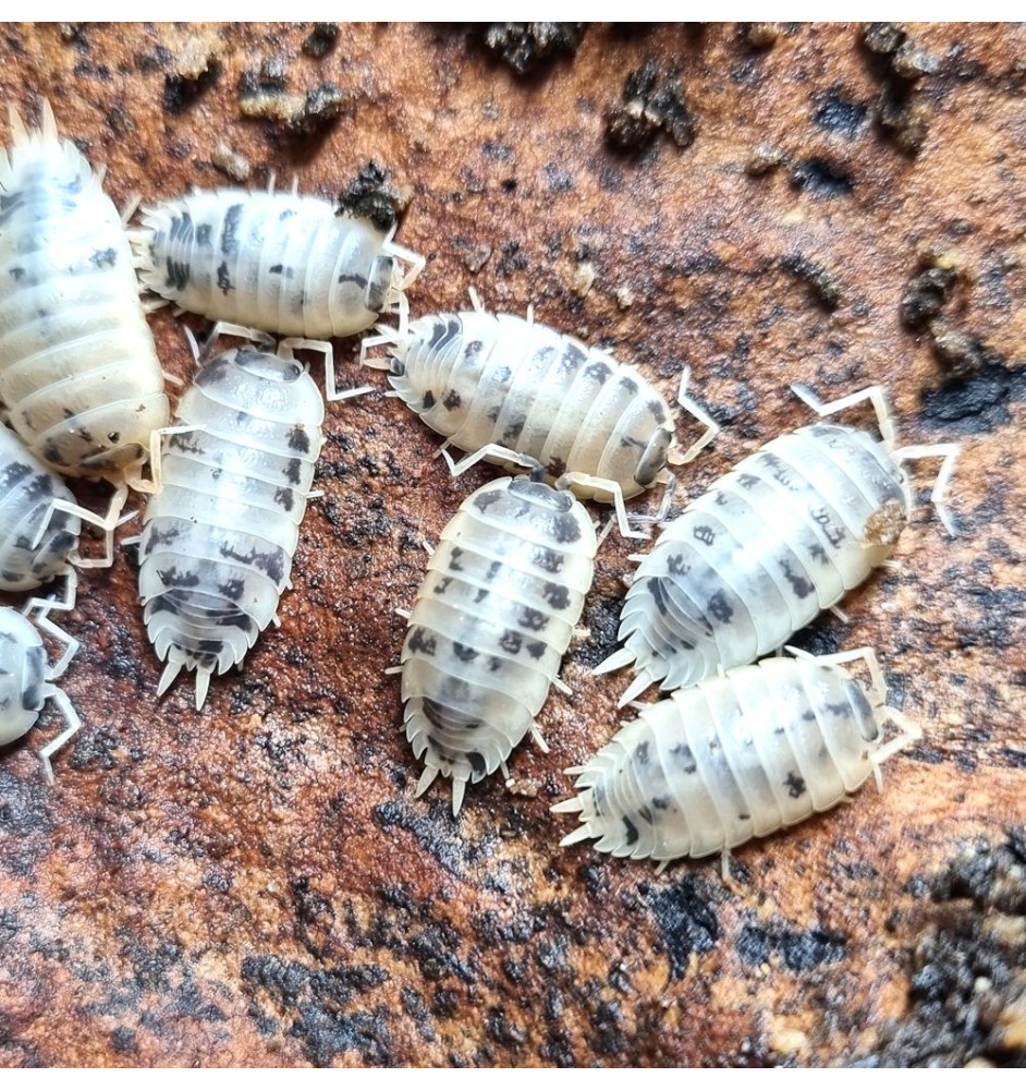Orcellio Laevis", "Smooth Isopod", "Buy isopods UK", "Spoodies UK