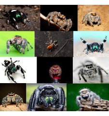 Bundle Spider - ONLY