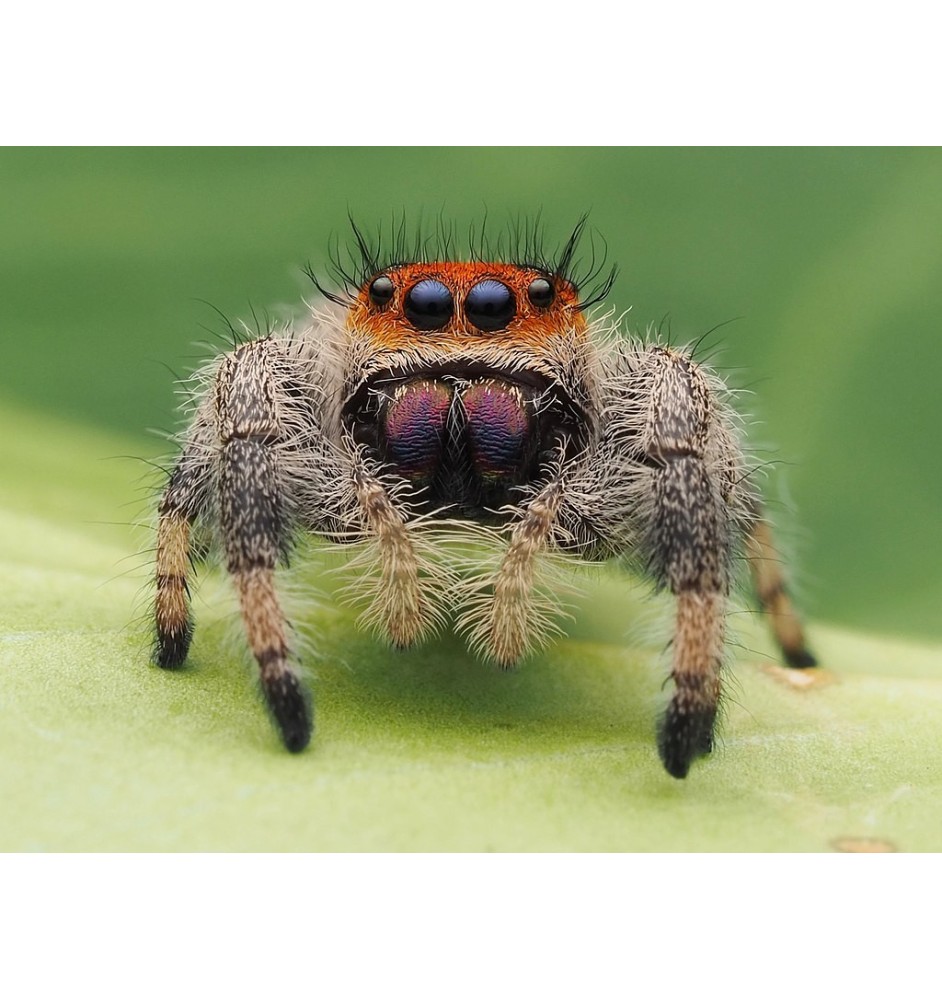 Buy Soroa Jumping Spider (Cuban Species) | Spoodies UK