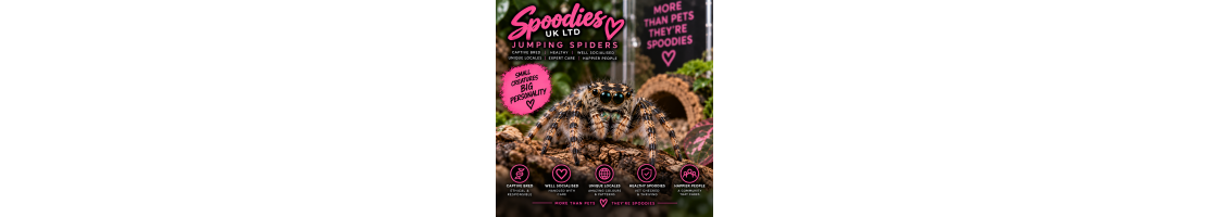 Jumping Spiders