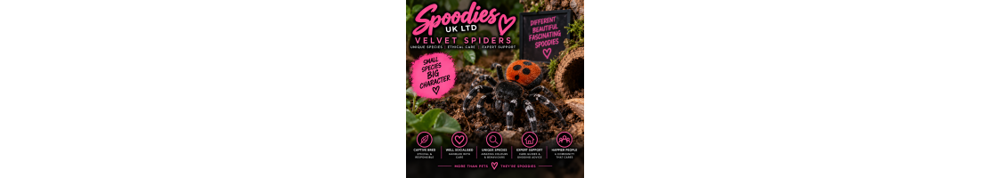 Velvet Spiders