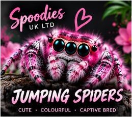 SPOODIES UK